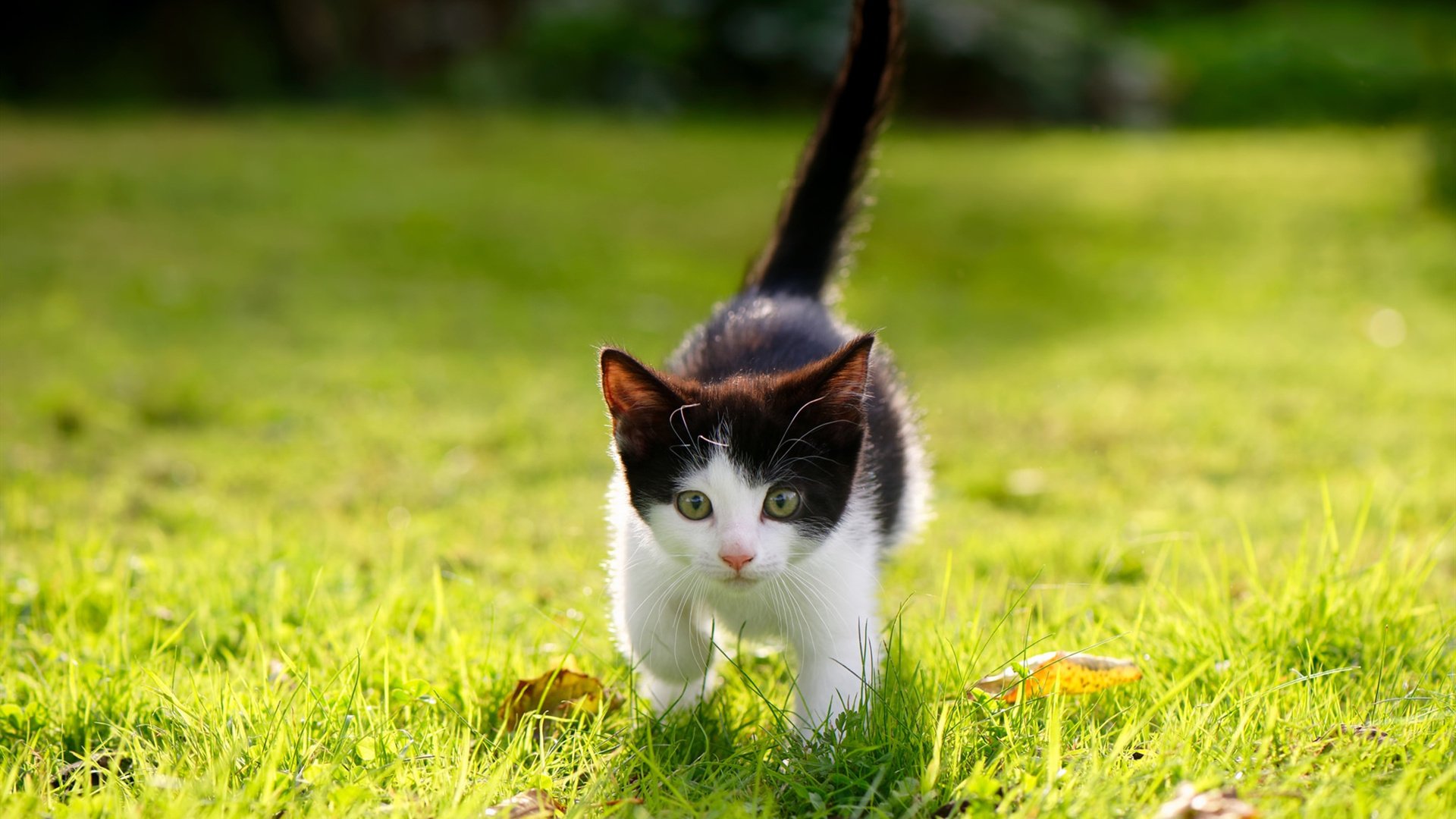 那不勒斯终结克罗地亚时代，欧冠半决赛焦点战的历史性转折